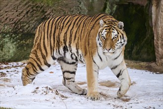 Siberian tiger (Panthera tigris altaica) walking in the snow in winter, captive, Germany, Europe