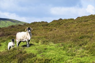 Sheeps in North York Moors National Park, Yorkshire, England, United Kingdom, Europe