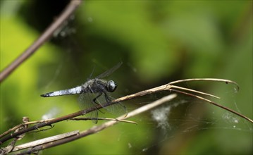 Broad-bodied chaser (Libellula depressa), Lower Austria