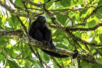 Mantled howler (Alouatta palliata) sitting in a tree, Cahuita National Park, Costa Rica, Central