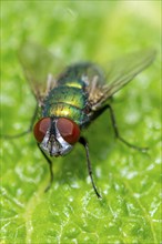 Macro photograph of an iridescent blow fly (Calliphoridae) with red eyes on a green leaf, Ternitz,