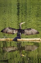 Great cormorant (Phalacrocorax carbo), June, Germany, Europe