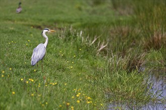 Grey heron (Ardea cinerea) standing in a meadow by a creek, Elbmarschen, Wedel, Schleswig-Holstein,