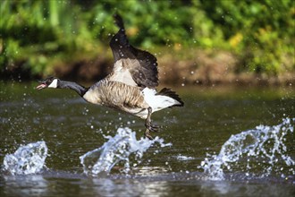 Canada Goose, Branta canadensis, bird running on water