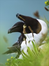 Razorbill, Alca Torda, birds on cliffs, Bempton Cliffs, North Yorkshire, England, United Kingdom,