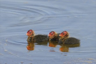 Eurasian Coot, coot rail, (Fulica atra), three chicks swimming in shallow water, Wildlife, Ziggsee,