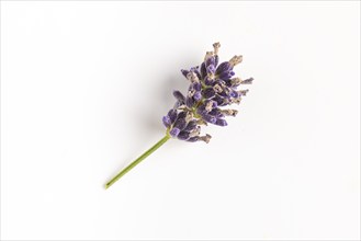 Inflorescence of Common lavender (Lavandula angustifolia) on a white background