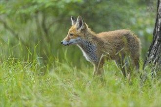 Red fox (Vulpes vulpes), a young fox stands in the green grass of a forest and looks curiously,