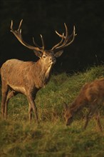 Red deer (Cervus elaphus) Red deer during the rut, Allgäu, Bavaria, Germany, Allgäu, Bavaria,