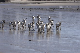 Reindeer (Rangifer tarandus) at low tide on the beach of the Barents Sea, Northern Norway, Lapland,