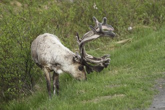 Reindeer (Rangifer tarandus) male, domesticated animal with strong velvet antlers, tundra, northern