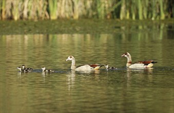 Egyptian goose (Alopochen aegyptiaca) pair with young on the water, Allgäu, Bavaria, Germany,