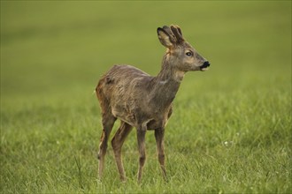 European roe deer (Capreolus capreolus) fawn in winter coat and short velvet horns with eye injury