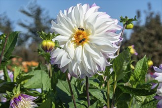 Flowering Dahlias (Dahlia), variety Ferncliff Illusion in the Dahlia Farm in Löderup, Ystad