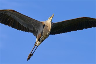 Great blue heron (Ardea herodias), in full flight against a clear blue sky, showcasing its wings