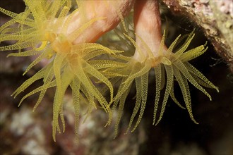 Close-up detail of polyps of yellow stony coral (Leptopsammia pruvoti), Mediterranean Sea