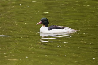 Goosander (Mergus merganser), male swimming on the water in spring