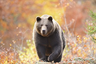 Eurasian brown bear (Ursus arctos arctos) walking on a rock in an autumn forest with colorful