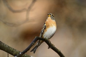 Close-up of a Brambling (Fringilla montifringilla) in autumn in the bavarian forest