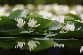 Picturesque water lilies in a pond, June, Germany, Europe