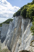 Möns Klint chalk cliff, Baltic Sea, island of Mön, Denmark, Scandinavia, Europe