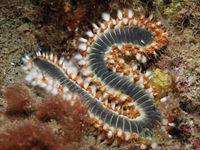 A fire bristle worm (Hermodice carunculata) in S-shape on the seabed. Colourful bristles and