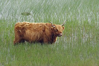 Highland cattle standing in the overgrown, shallow water of a lake, Isle of Mull, Hebrides,