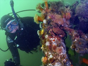 Diver looking at an underwater structure with velvet crab (Necora puber) and various clonal plumose