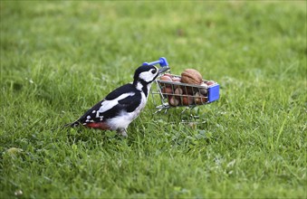 Great spotted woodpecker (Dendrocopos major) eats nuts from the shopping trolley