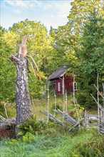 Old abandoned red cottage in a forest with a wooden fence and a wind snapped birch tree, Sweden,