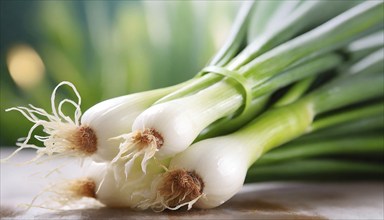 Vegetable, spring onion or spring onion, also known as winter onion, Allium fistulosum