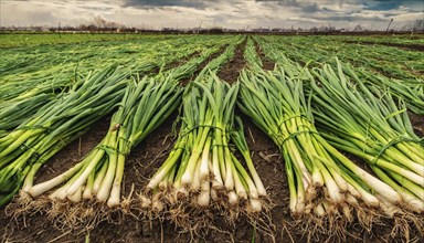 Vegetable, spring onion or spring onion, also winter onion, Allium fistulosum, harvest in a field