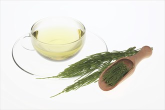 Horsetail tea, tea, medicinal tea, herbal tea, medicinal plant, Equisetum arvense, the field