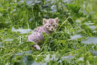 Young wildcat (Felis silvestris), Germany, Europe