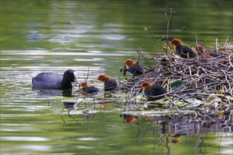 Common coots (Fulica atra), Germany, Europe