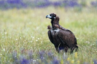 Cinereous vulture (Aegypius monachus), portrait, Castilla y LeonSpain