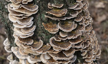 Butterfly tramete (Trametes versicolor), many fruiting bodies on a dead birch (Betula), Lower