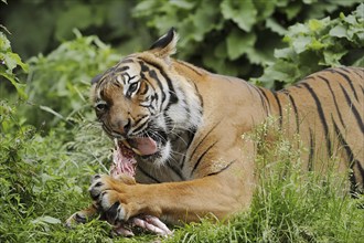 Sumatran tiger (Panthera tigris sumatrae), feeding, captive, occurring on Sumatra, Indonesia, Asia