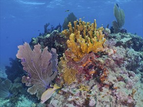 Colourful coral reef with fire coral (Millepora complanata), common sea fan (Gorgonia ventalina)