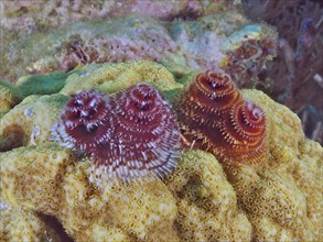 Colourful tubeworms, Christmas tree worm (Spirobranchus giganteus), embedded in the surface of