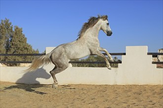 Berber horse, Djerba, Tunisia, Berber, Africa