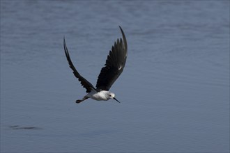 Black winged stilt (Himantopus himantopus) adult wading bird flying, England, United Kingdom,