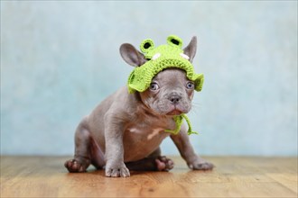 Funny young Lilac Brindle French Bulldog dog puppy with knitted frog hat sitting in front of blue