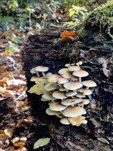 Colony of poisonous mushroom poisonous mushroom Sulphur tuft (Hypholoma fasciculare) Leafy mushroom