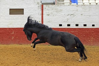 Andalusian horse, jumping, arena, black, black horse