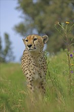 Cheetah (Acinonyx jubatus), meadow, captive