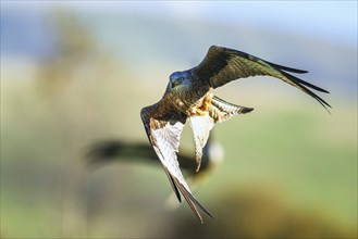 Red Kite, Milvus milvus, bird in flight