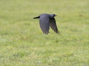 Jackdaw (Corvus monedula) adult bird in flight over meadow, island of Texel, Holland