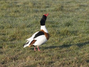 Common Shelduck (Tadorna tadorna), male adult bird standing on a field, thrusting its head and neck