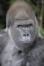 Western lowland gorilla (Gorilla gorilla gorilla), portrait, Réserve Lésio-Louna nature reserve,